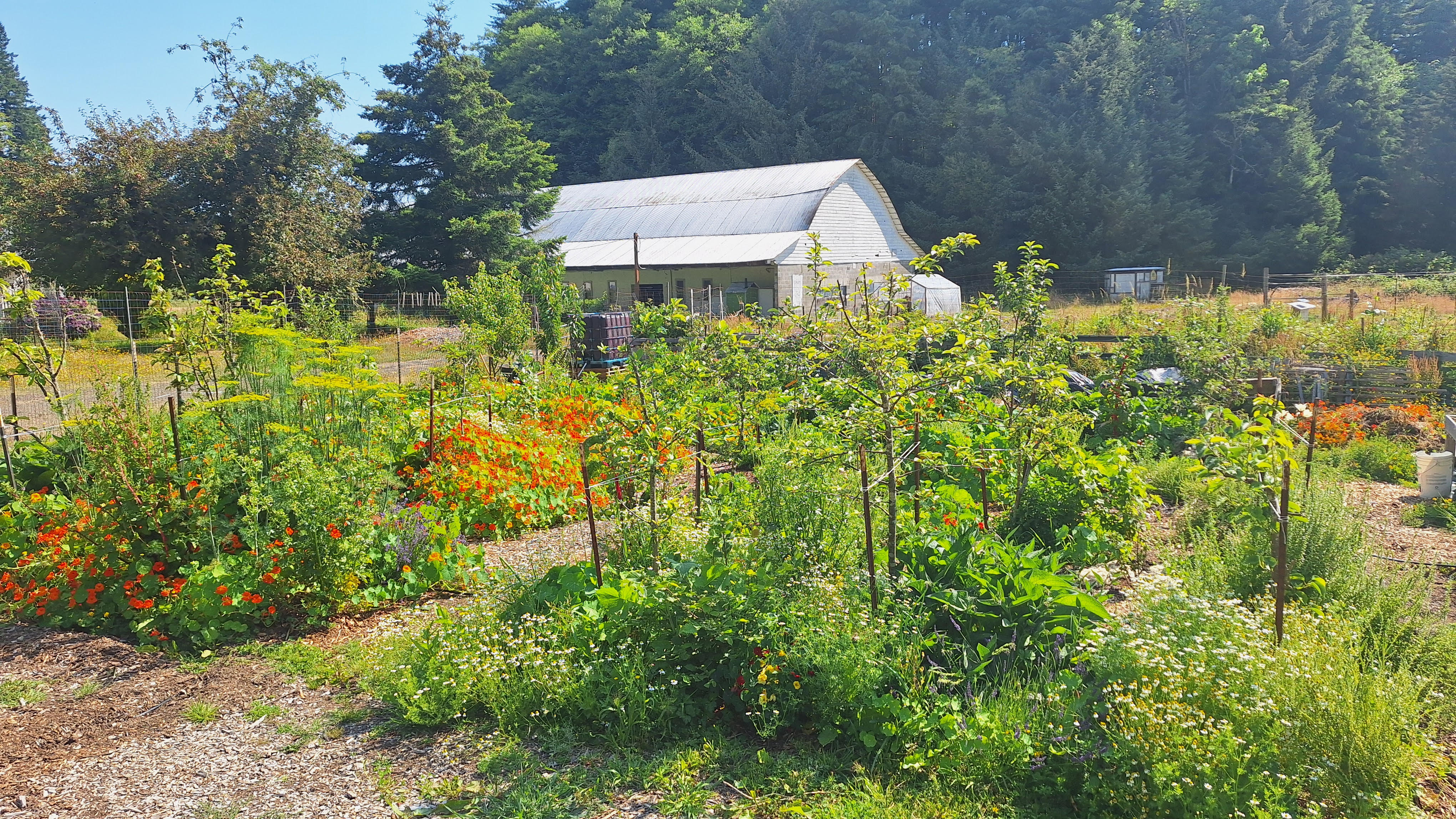 Newledo Fruit Forest